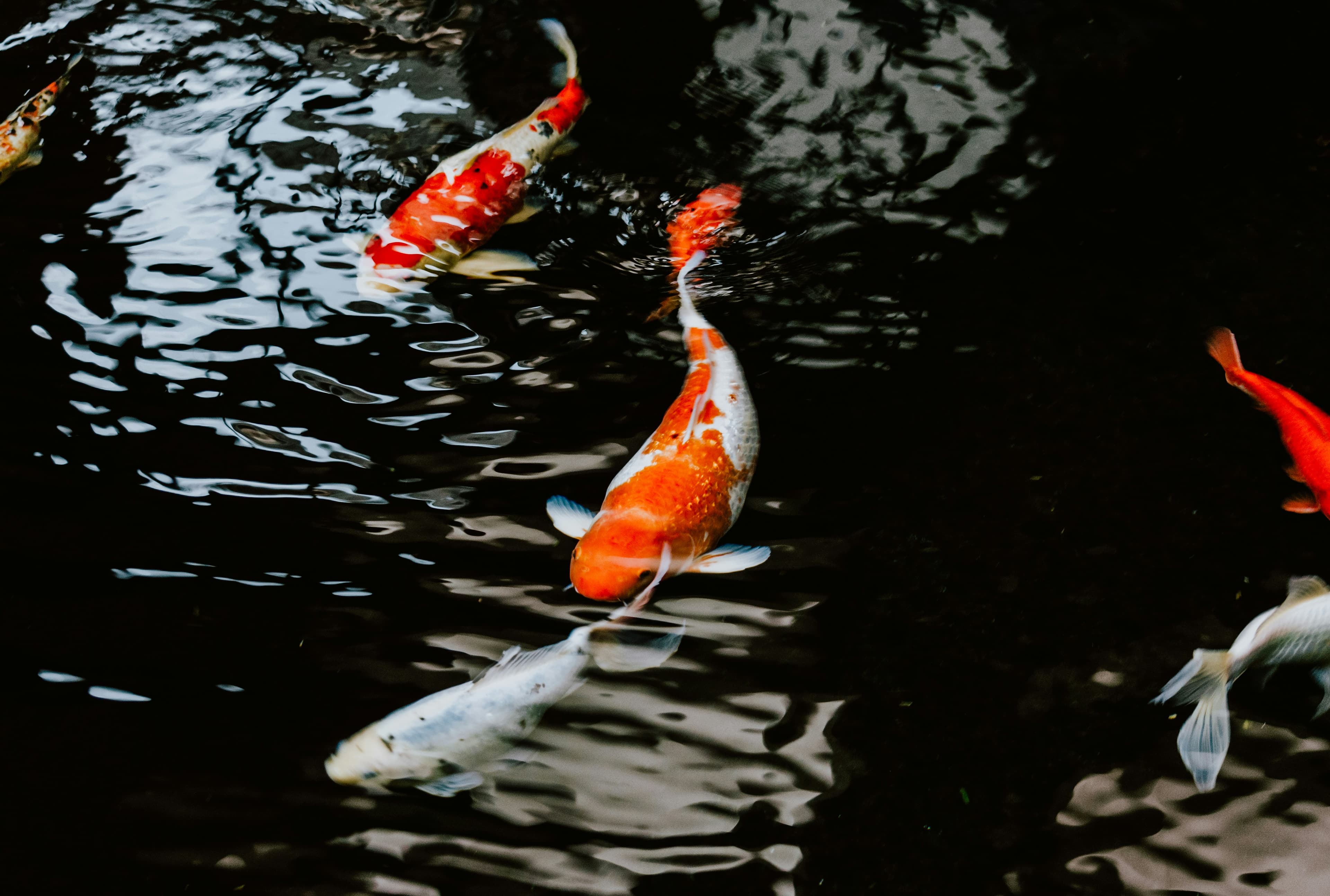 Koi Ponds & Water Features